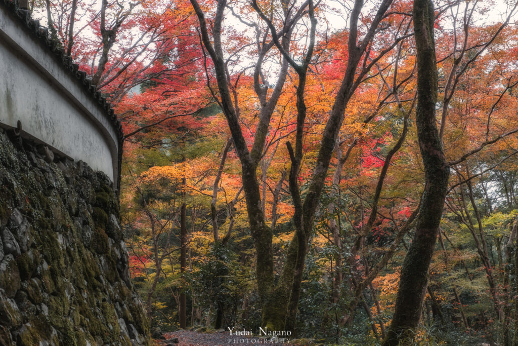 高山寺の紅葉