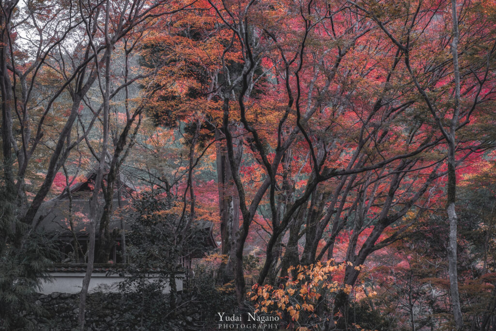 高山寺の紅葉