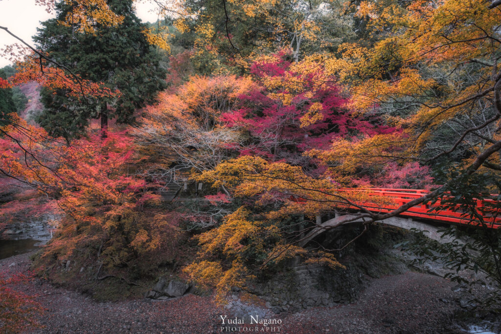 清滝川の紅葉