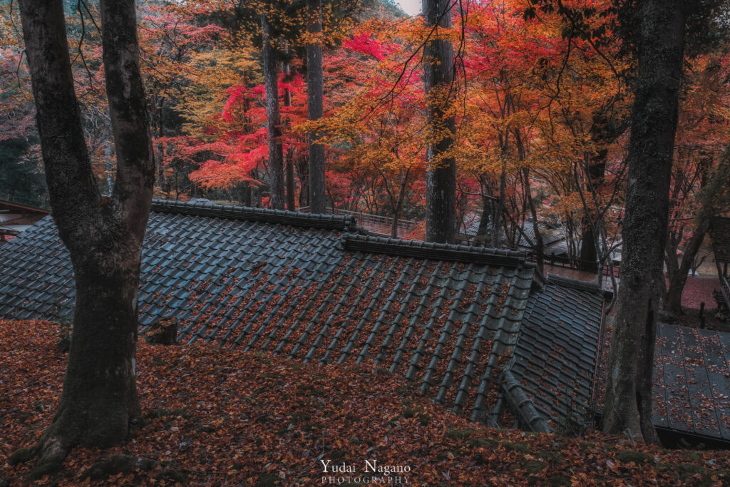 京都の秋　神護寺の紅葉