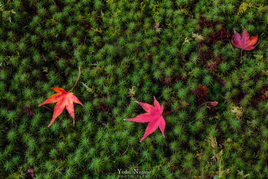 苔と紅葉