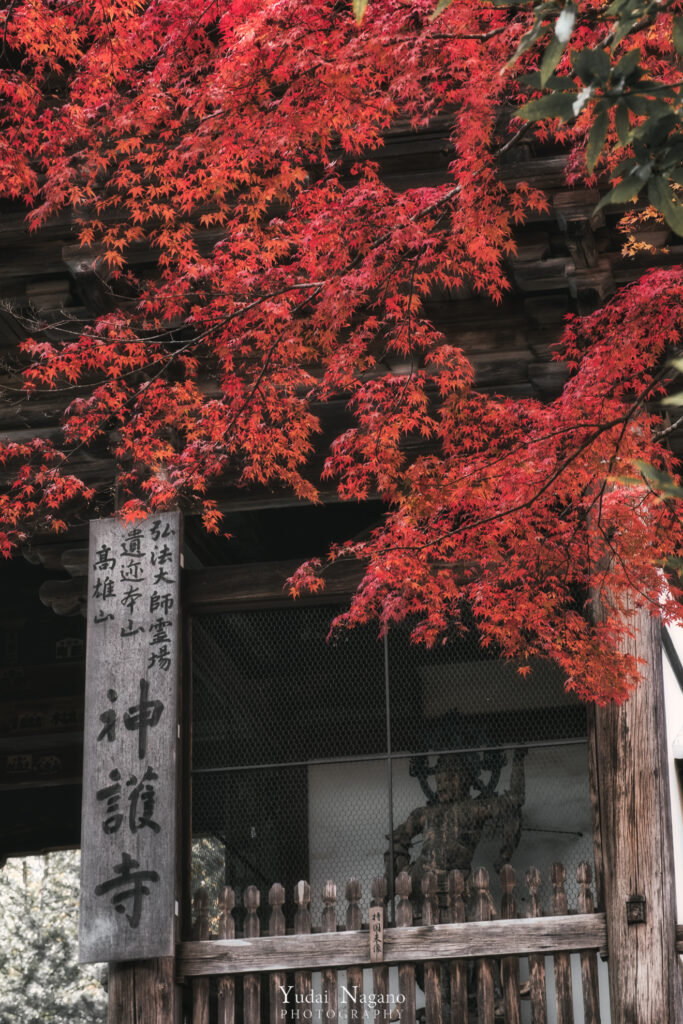 京都の秋　神護寺の紅葉