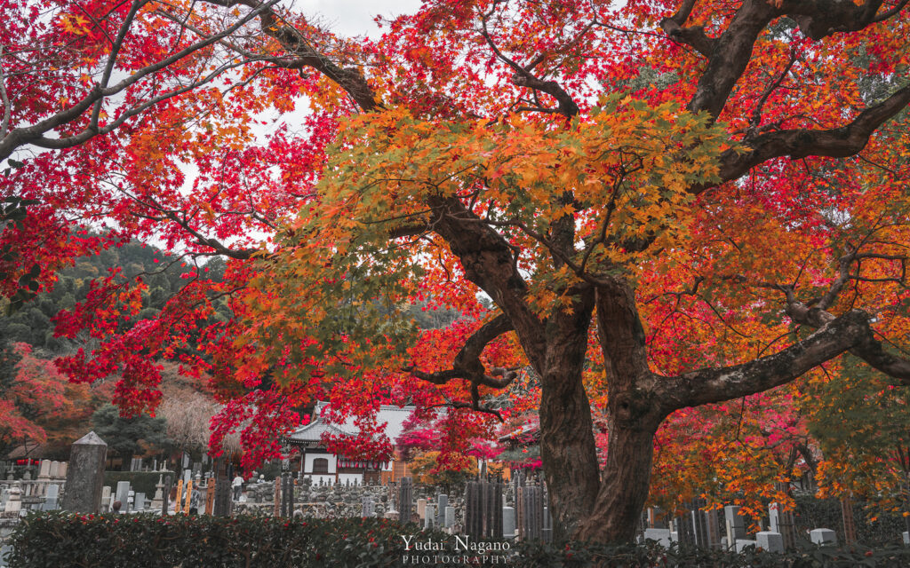 化野念仏寺の紅葉