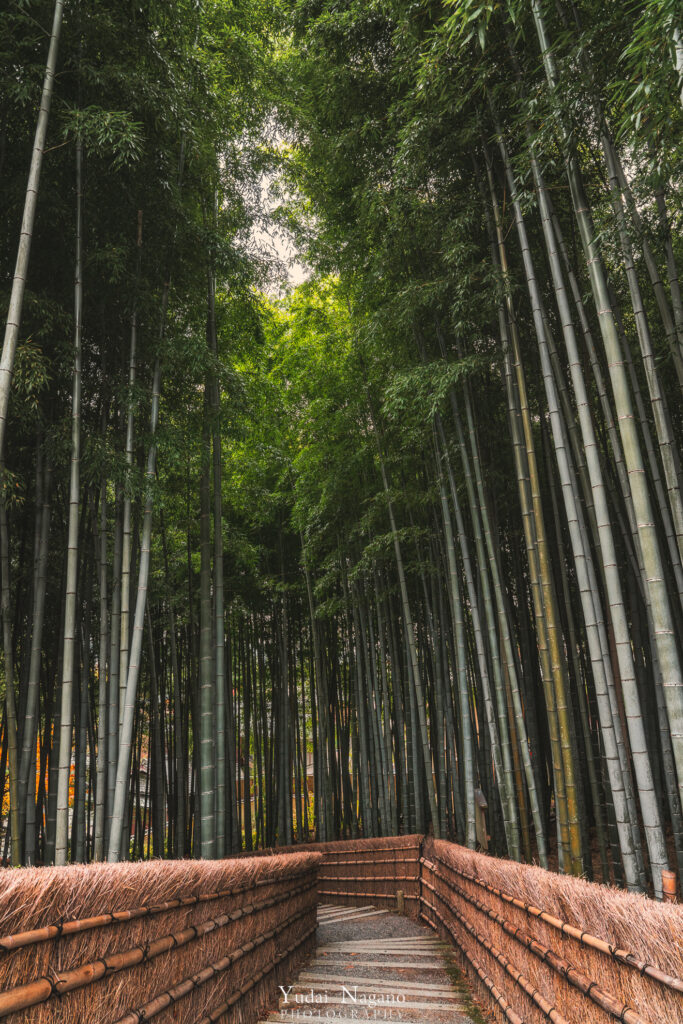 化野念仏寺の竹林